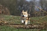 CORGI PEMBROKE 868